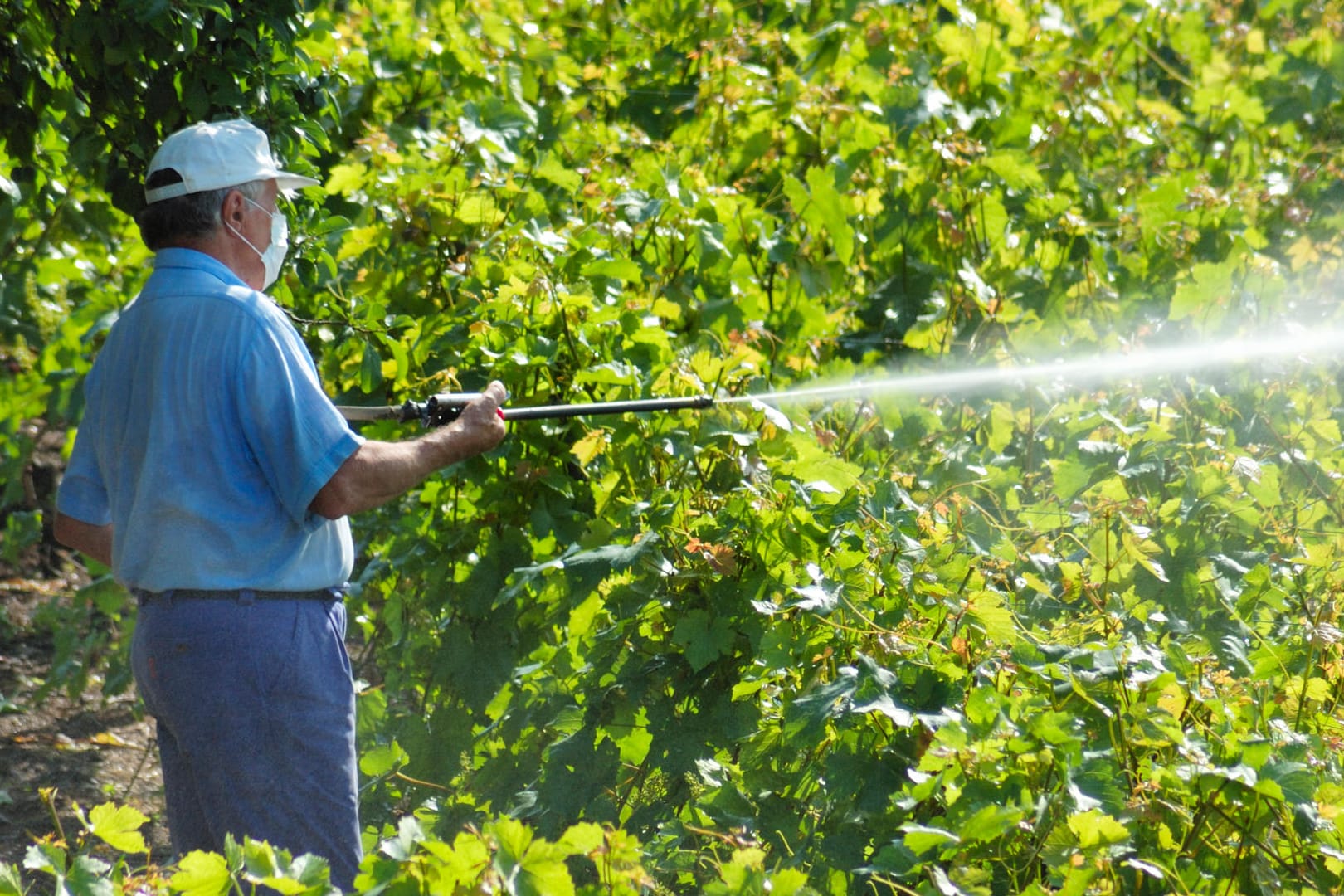 Ein Farmer spritzt Insektizide