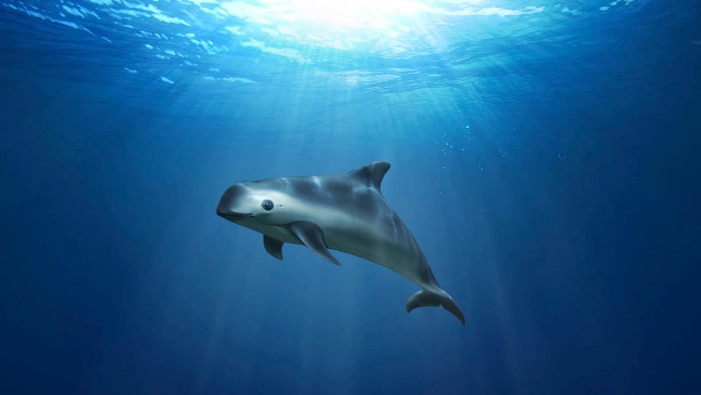 Die kalifornischen Schweinswale sind vorm Aussterben bedroht.