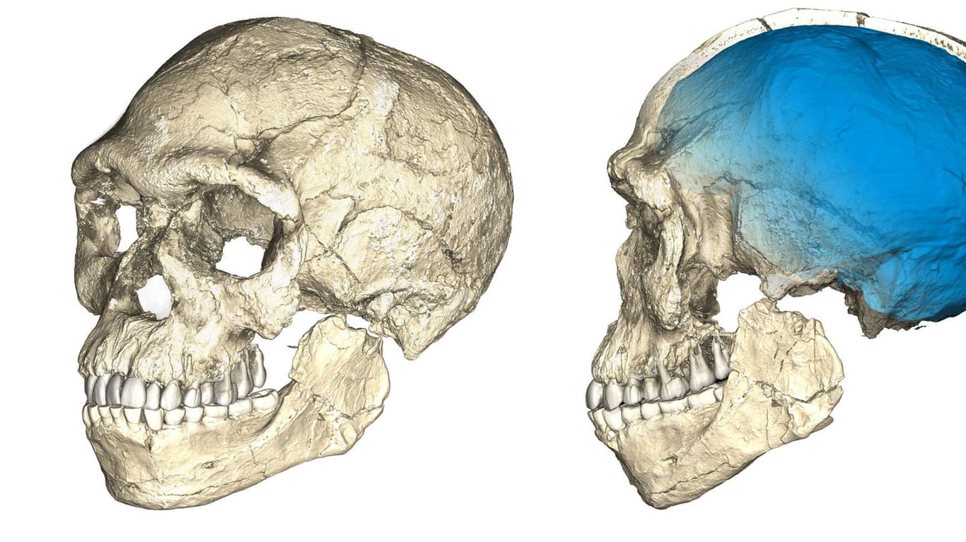 Homo Sapiens stammt gar nicht aus Ostafrika