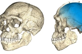 Homo Sapiens stammt gar nicht aus Ostafrika