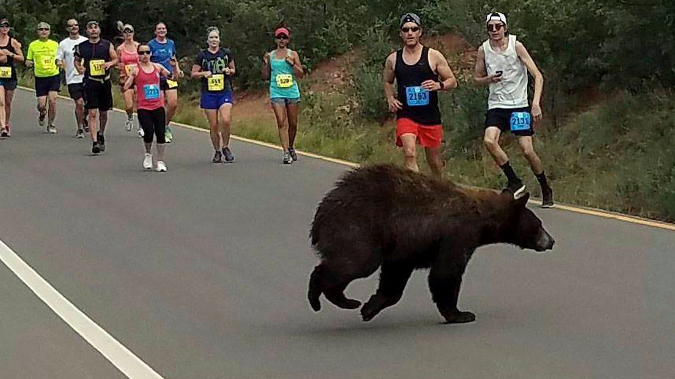 Ein Bär läuft beim «Garden of the God» 10-Meilen-Lauf in Colorado Springs über die Strecke.