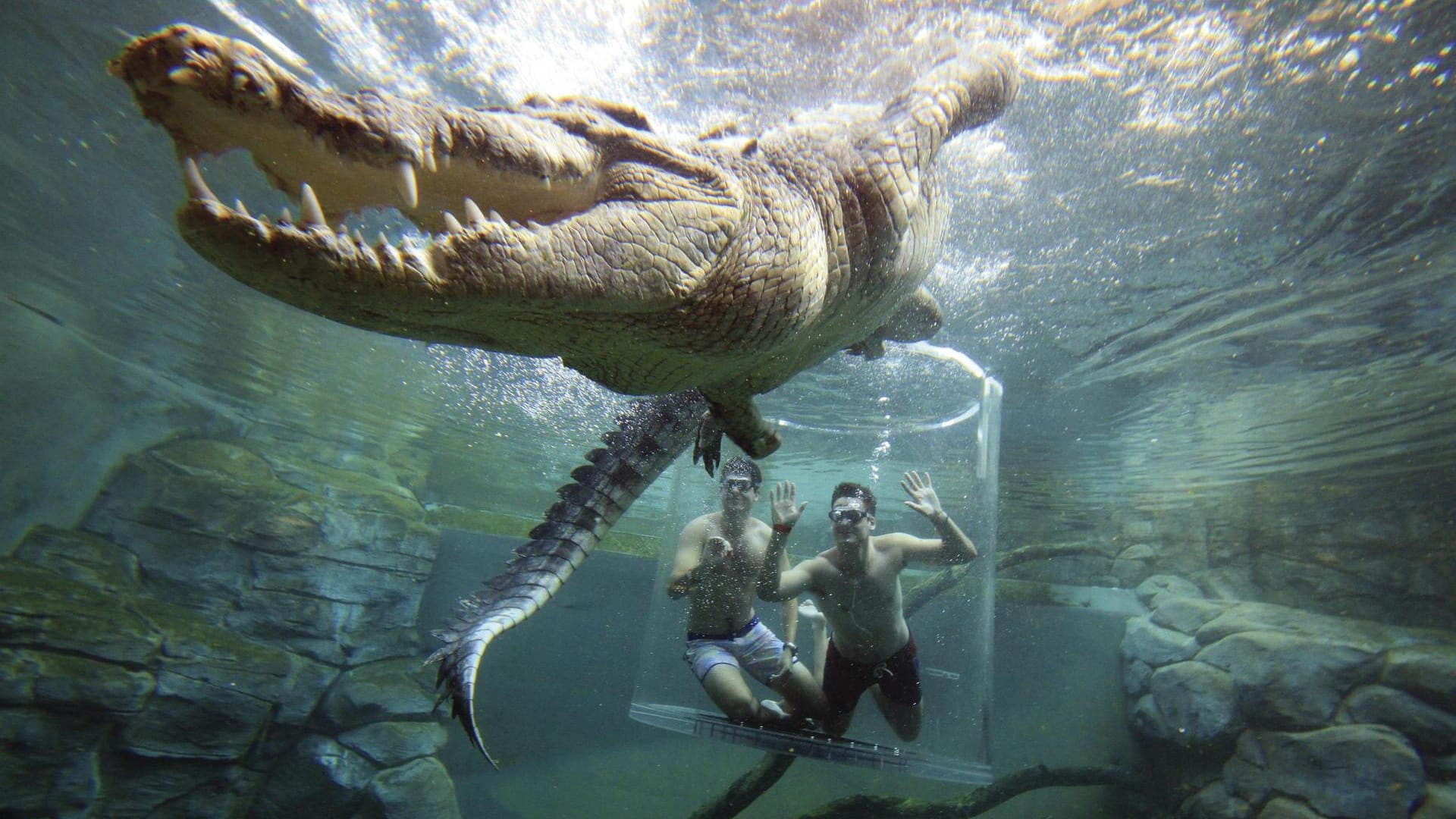 Mutige Schwimmer im Cage of Death.