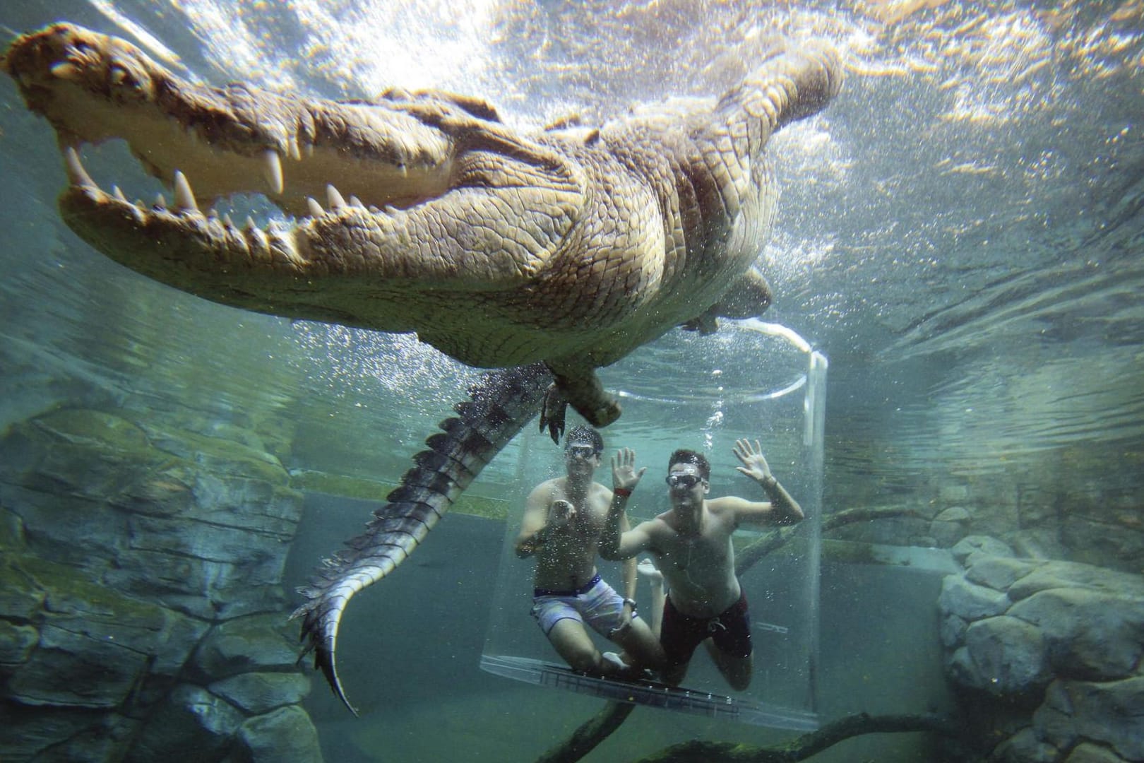 Mutige Schwimmer im Cage of Death.