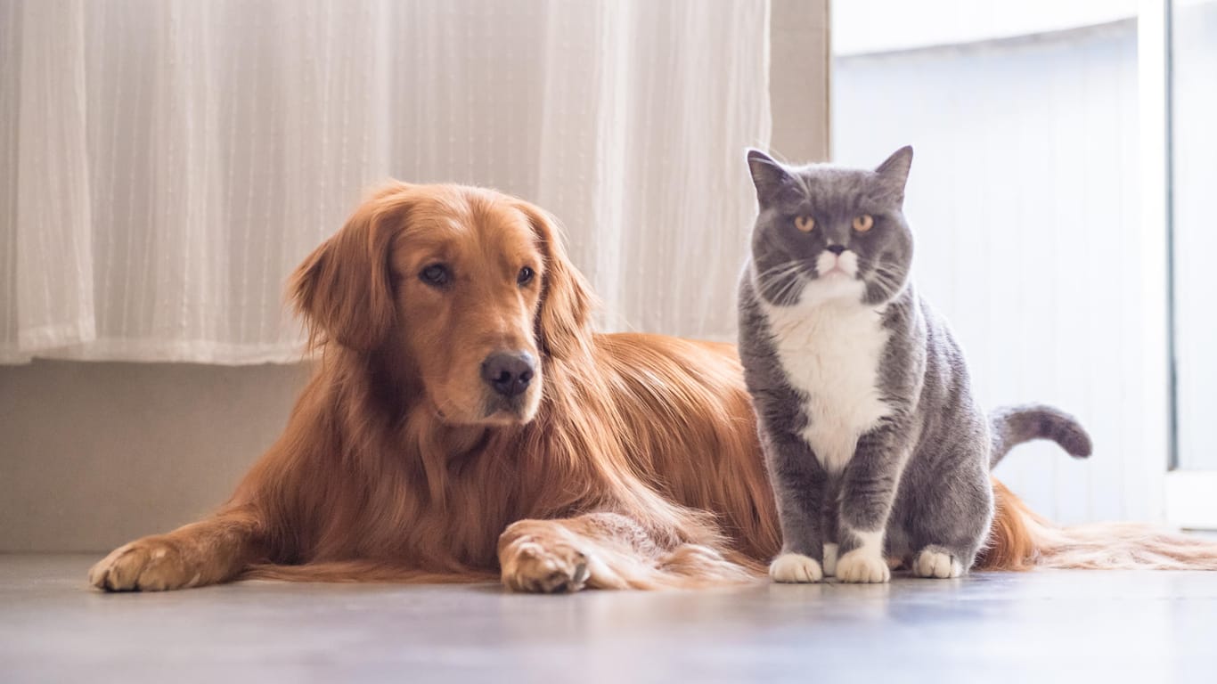 Weltblutspendetag: Auch Hunde und Katzen benötigen manchmal Bluttransfusionen.