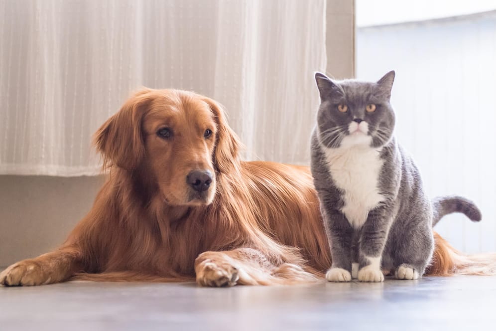Weltblutspendetag: Auch Hunde und Katzen benötigen manchmal Bluttransfusionen.