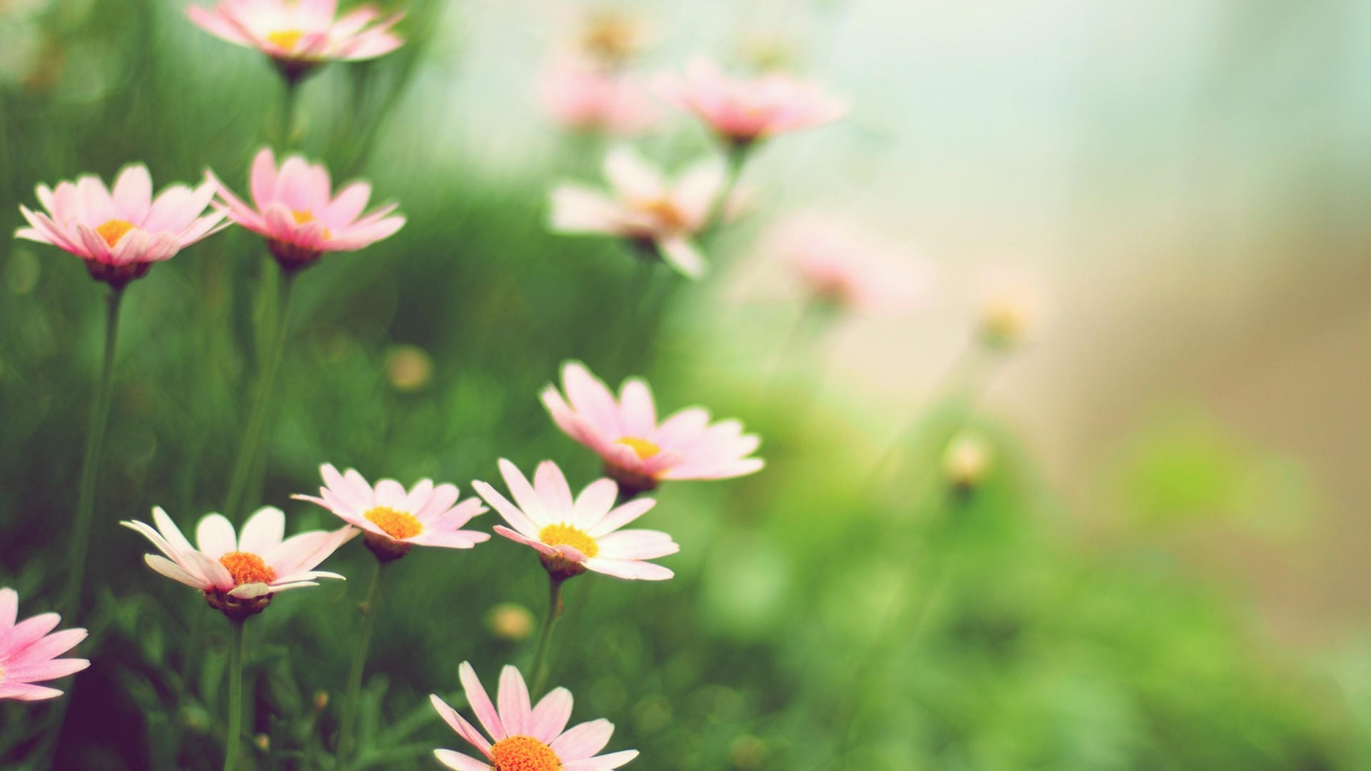 Gänseblümchen und Margeriten gibt es in rosa und weiß