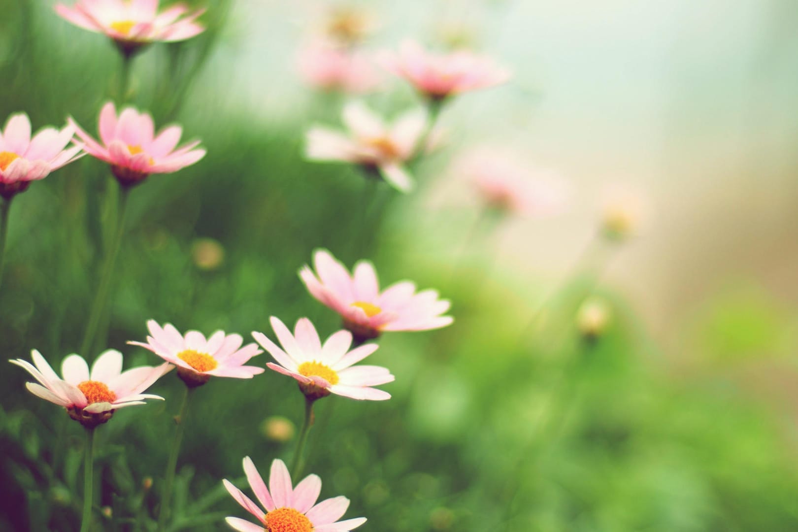 Gänseblümchen und Margeriten gibt es in rosa und weiß