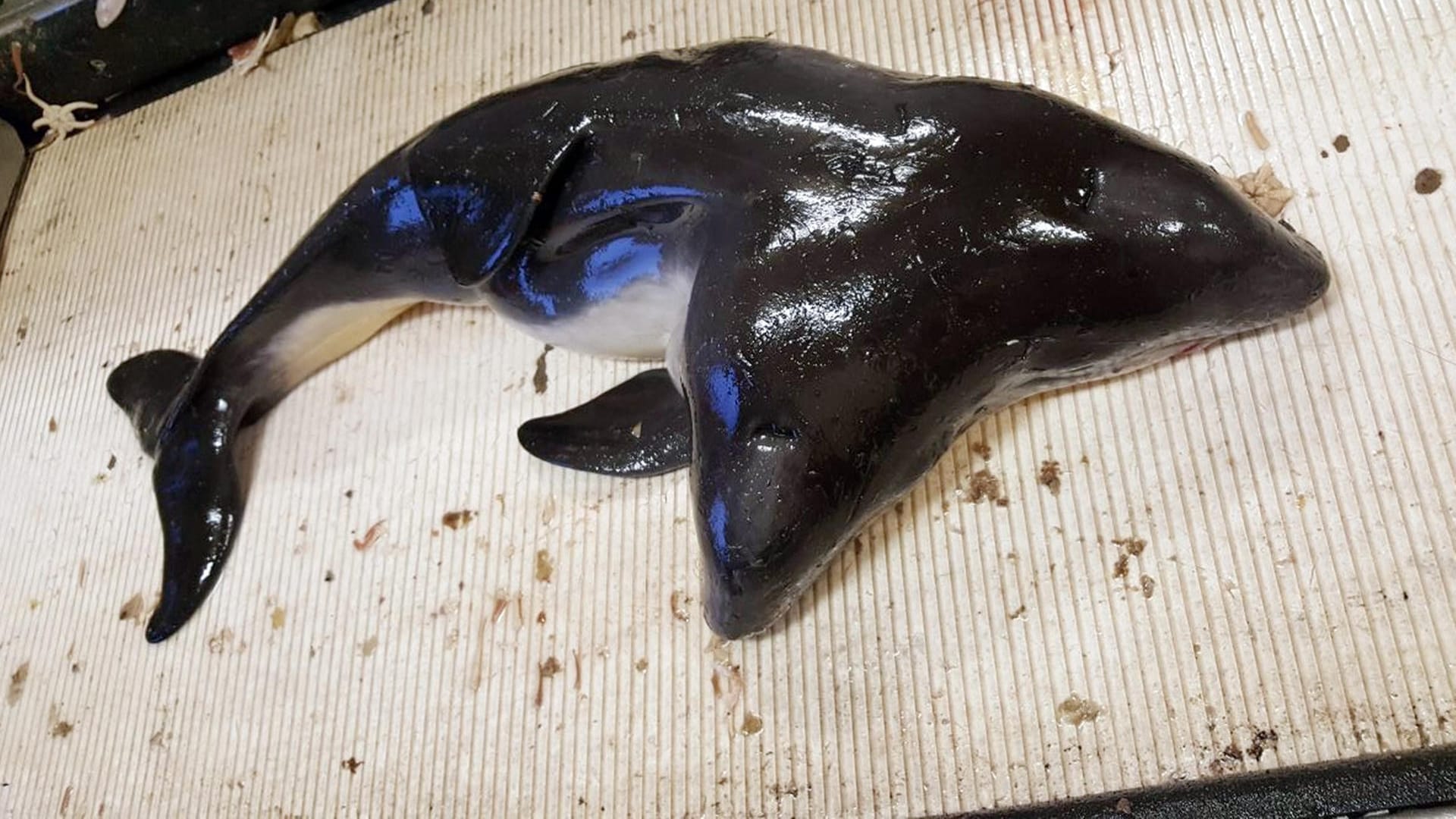 Das Foto zeigt ein Schweinswal mit zwei Köpfen, der in der südlichen Nordsee ins Netz von Fischern gegangen ist. Das Foto zeigt ein Schweinswal mit zwei Köpfen, der in der südlichen Nordsee ins Netz von Fischern gegangen ist.