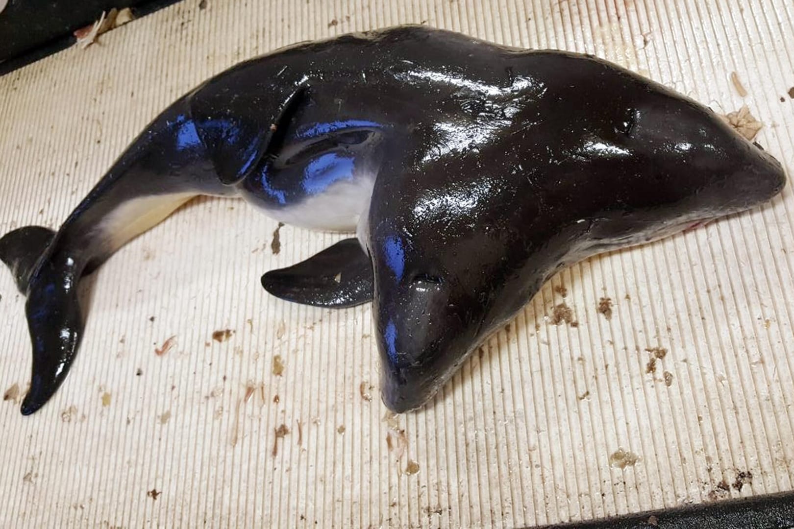 Das Foto zeigt ein Schweinswal mit zwei Köpfen, der in der südlichen Nordsee ins Netz von Fischern gegangen ist.