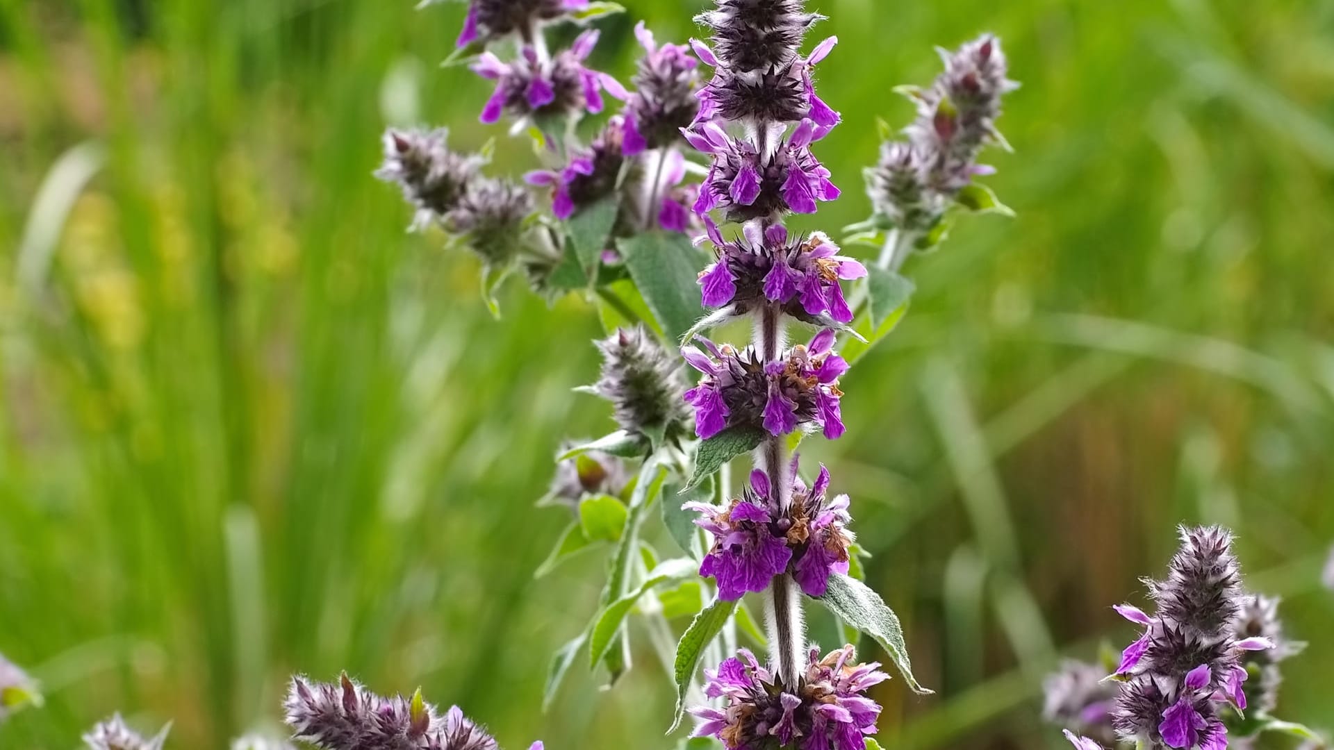 Stachys persica in Nahaufnahme