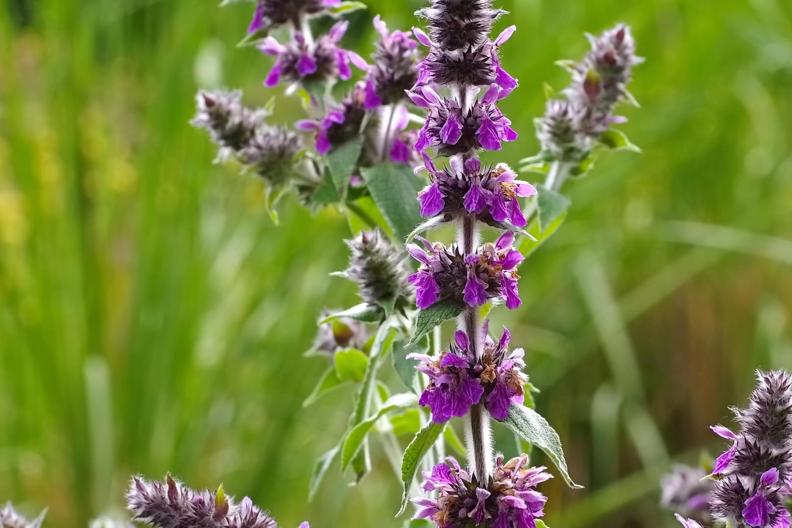 Stachys persica in Nahaufnahme