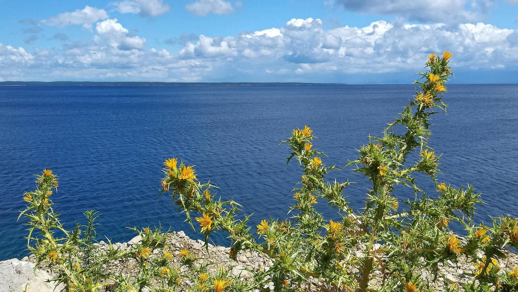 Losinj – Auf der Insel der Düfte stehen jeden Monat andere Pflanzen im Mittelpunkt.