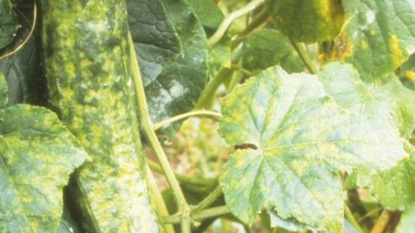 Kranke Gurke: Das Gurkenmosaikvirus hat einen sehr großen Wirtspflanzenkreis und wird auch durch Blattläuse übertragen.