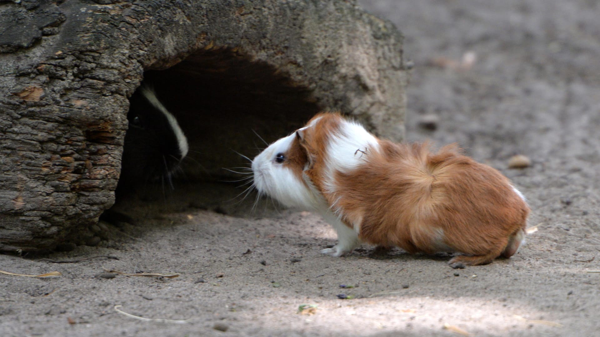 Meerschweinchen