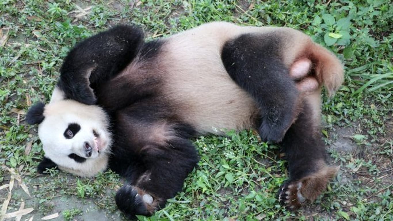 Das Panda-Männchen "Jiao Qing" Mitte Juni in der Zuchtstation im chinesischen Chengdu.