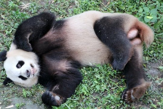 Das Panda-Männchen "Jiao Qing" Mitte Juni in der Zuchtstation im chinesischen Chengdu.