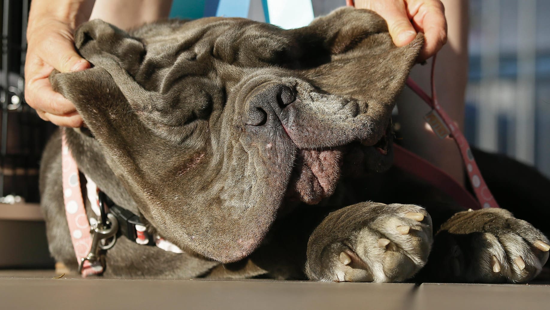 Martha, eine Mastino Napoletano-Hündin, holte sich den Titel "Hässlichster Hund der Welt"