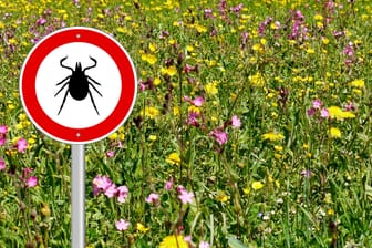 tick sign in flower meadow