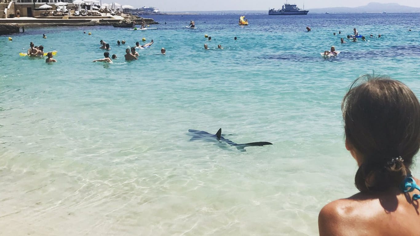 Hai versetzt Mallorca in Angst und Schrecken