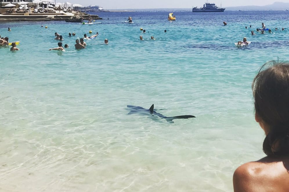 Hai versetzt Mallorca in Angst und Schrecken