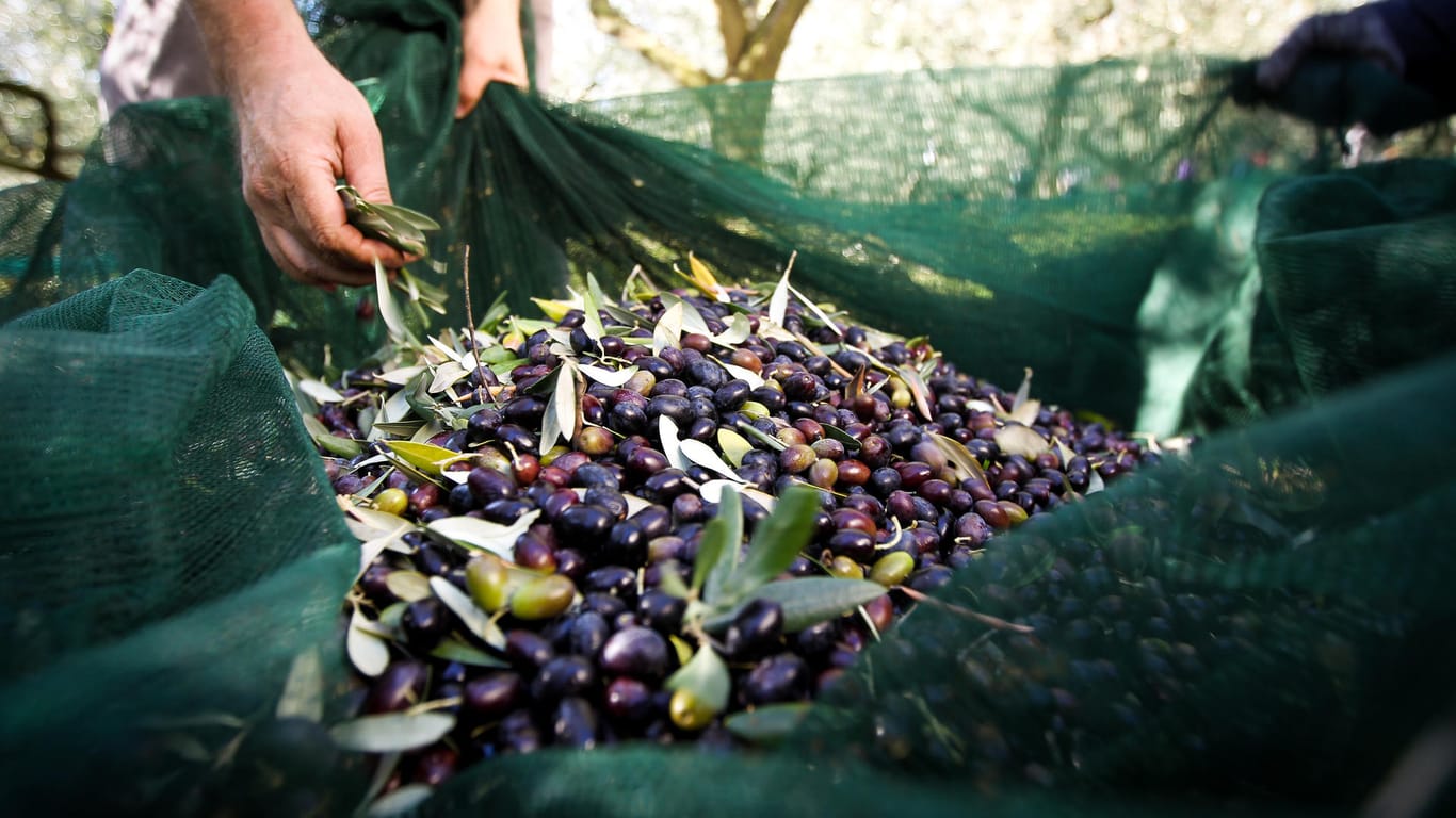 Oliven: Sie dürfen bei der Ernte möglichst keinen Kontakt zum Boden bekommen. Das erzeugt unangenehme Fehlaromen.