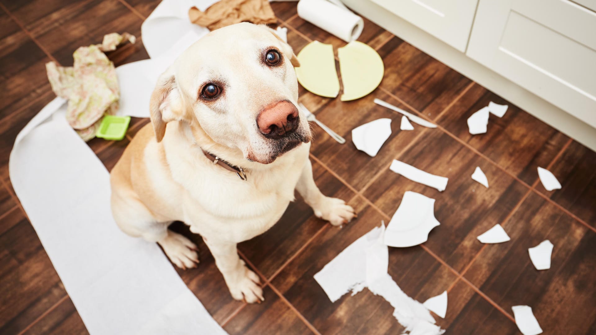 Wenn Hunde allein zu Hause sind, kommen sie auf die wildesten Ideen. Ein Trick soll das verhindern.