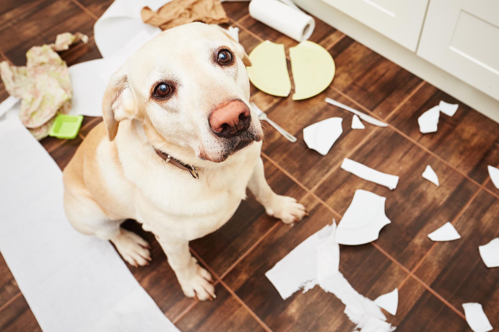 Wenn Hunde allein zu Hause sind, kommen sie auf die wildesten Ideen. Ein Trick soll das verhindern.