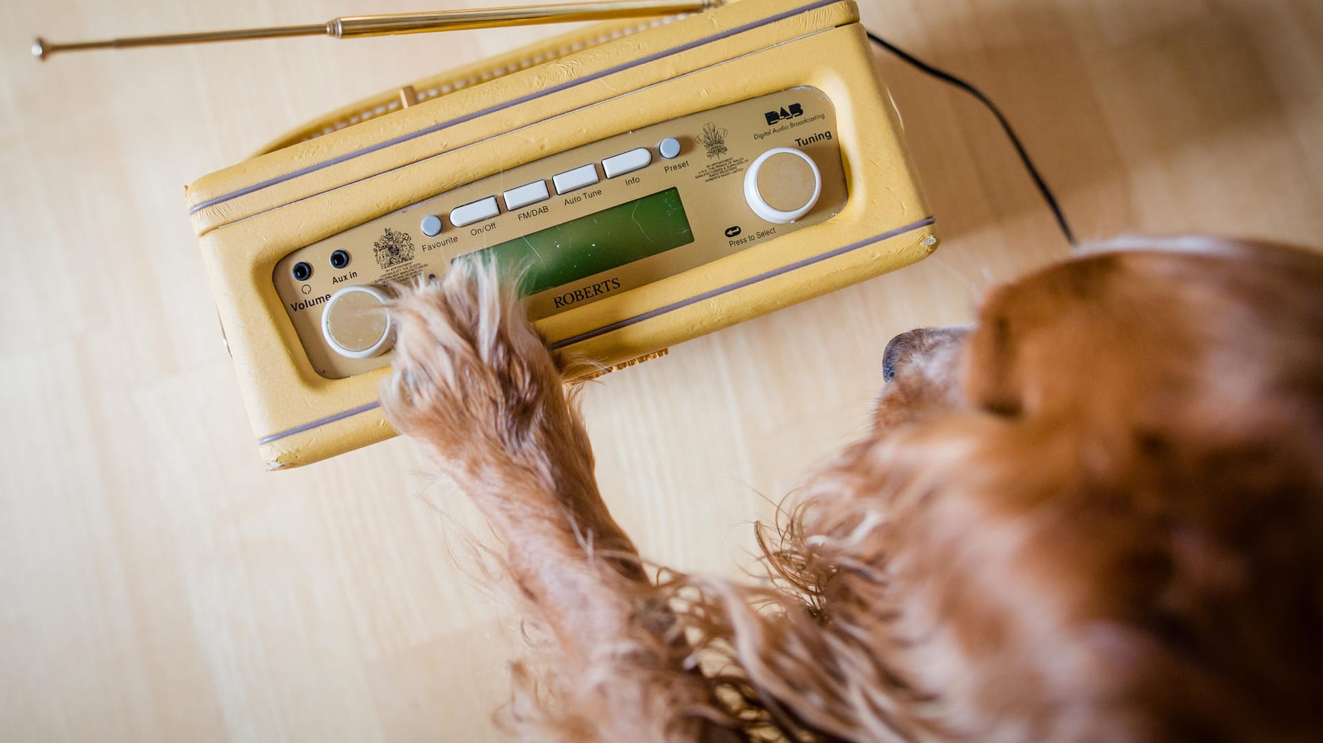 Bei dem Radiosender "Hallo Hasso" läuft Musik speziell für Vierbeiner.