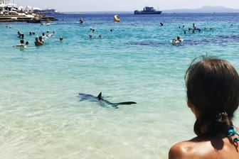 Ein Hai schwimmt in Palma de Mallorca am Illetes Strand.