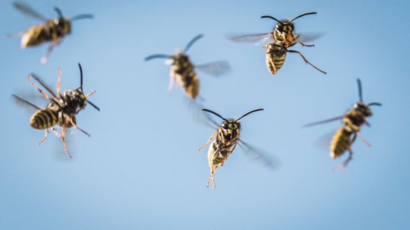 Werden die Wespen mit dem feinen Wassernebel besprüht, fliegen sie instinktiv zurück in ihr Nest.