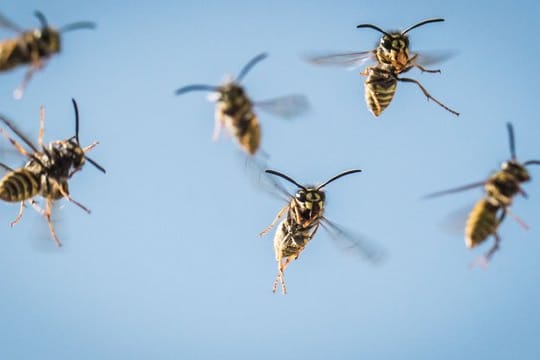 Werden die Wespen mit dem feinen Wassernebel besprüht, fliegen sie instinktiv zurück in ihr Nest.