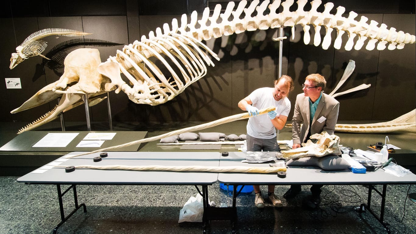 Mit Hilfe eines DNA-Tests war es den selben Wissenschaftlern der Universität Potsdam zuvor bereits gelungen, das Geschlecht eines über 300 Jahre alten Wals zu bestimmen.