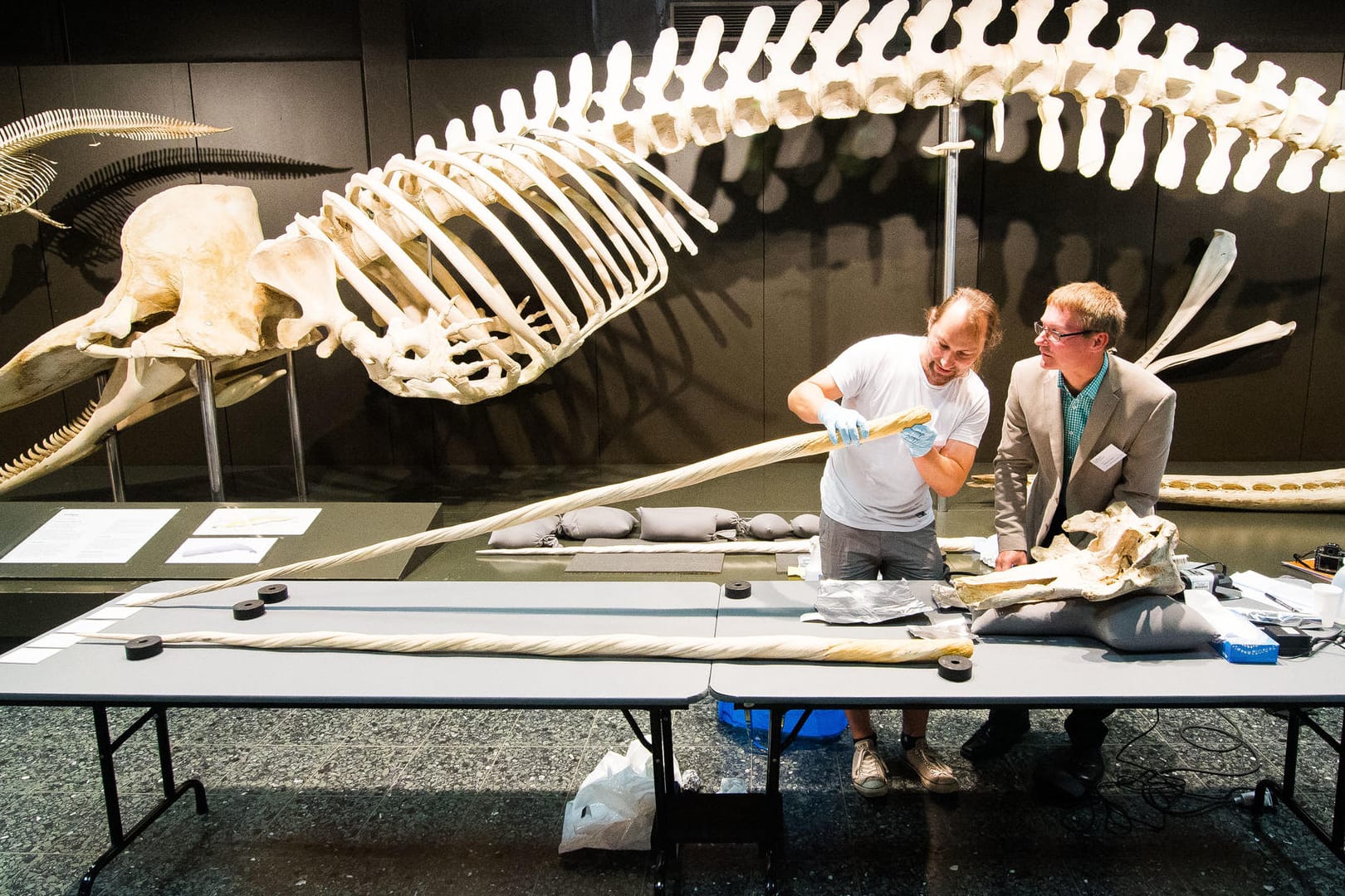 Mit Hilfe eines DNA-Tests war es den selben Wissenschaftlern der Universität Potsdam zuvor bereits gelungen, das Geschlecht eines über 300 Jahre alten Wals zu bestimmen.