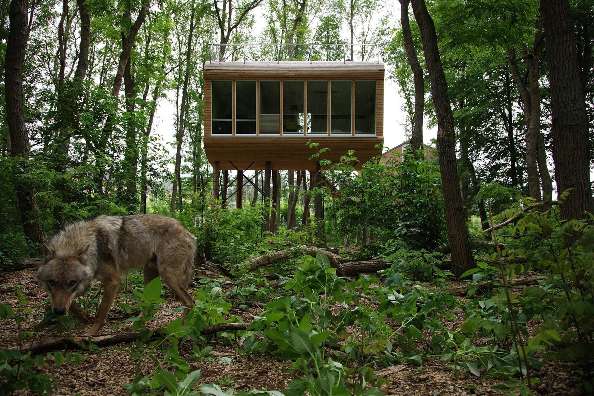Die futuristischen Holzkabinen schweben in fünf Meter Höhe zwischen den Baumwipfeln über dem Gehege, in dem sich elf Wölfe tummeln.