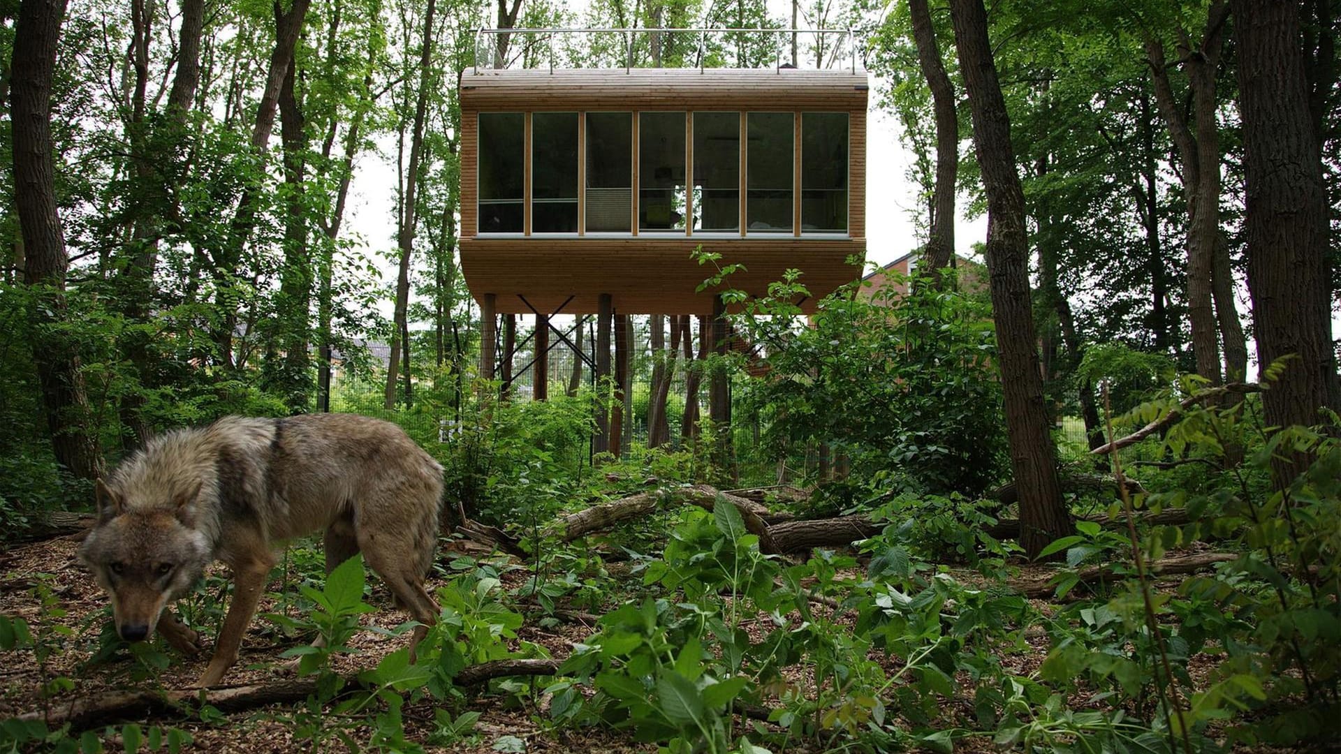 Die futuristischen Holzkabinen schweben in fünf Meter Höhe zwischen den Baumwipfeln über dem Gehege, in dem sich elf Wölfe tummeln.