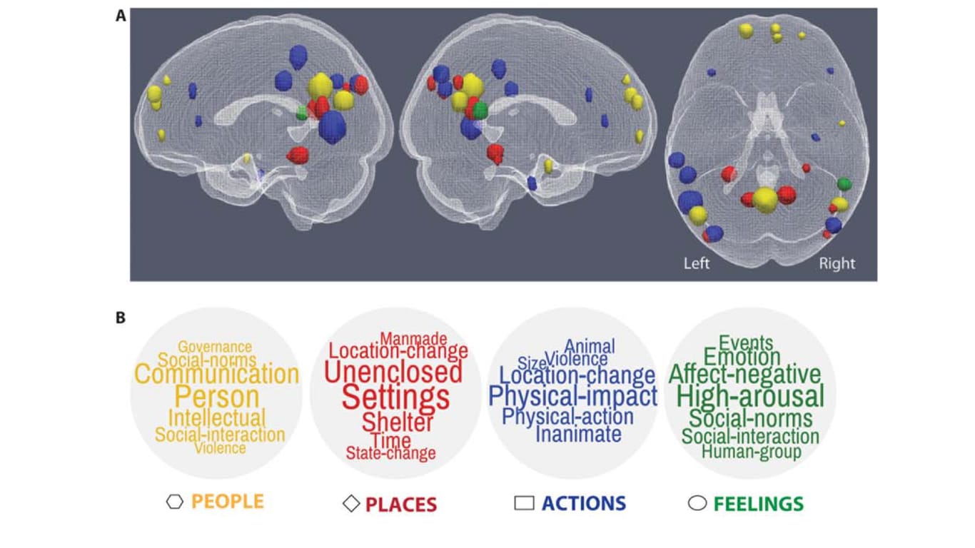 Auch komplexe Gedanken lassen sich in Bausteine der Gehirnaktivität zerlegen