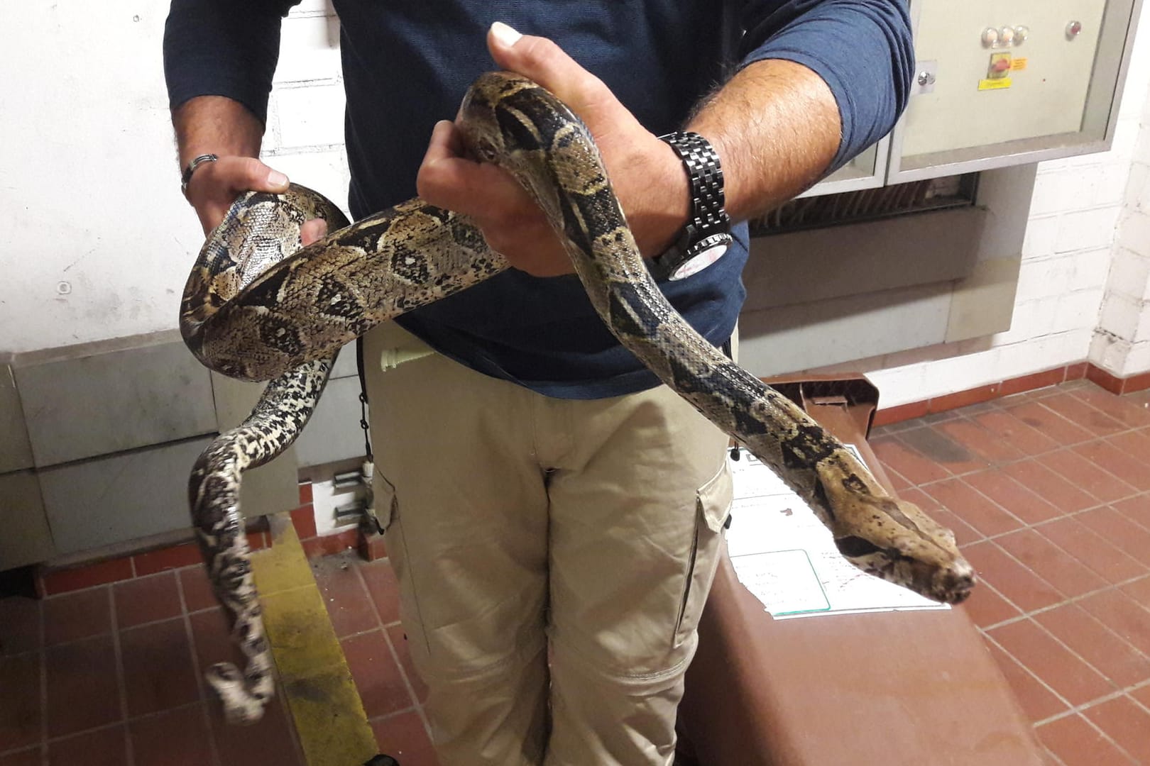 Eine zwei Meter lange Boa Constrictor hat am Freitagabend in Witten für einen Feuerwehreinsatz gesorgt.
