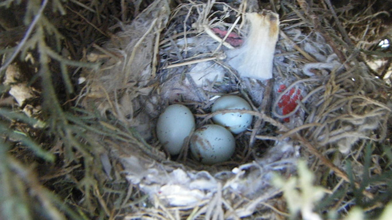 Finken haben in dieses Nest in Mexiko Zigarettenstummel in ihr Nest eingebaut, um sich vor Parasiten zu schützen.