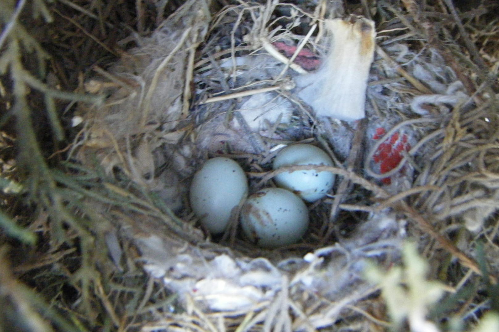 Finken haben in dieses Nest in Mexiko Zigarettenstummel in ihr Nest eingebaut, um sich vor Parasiten zu schützen.