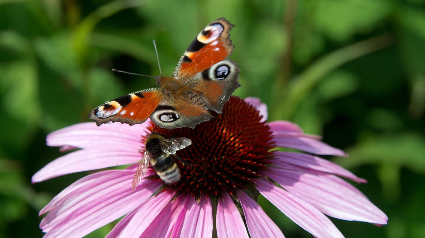 Das Tagpfauenauge: Den Schmetterling kann man von März bis Oktober beobachten.