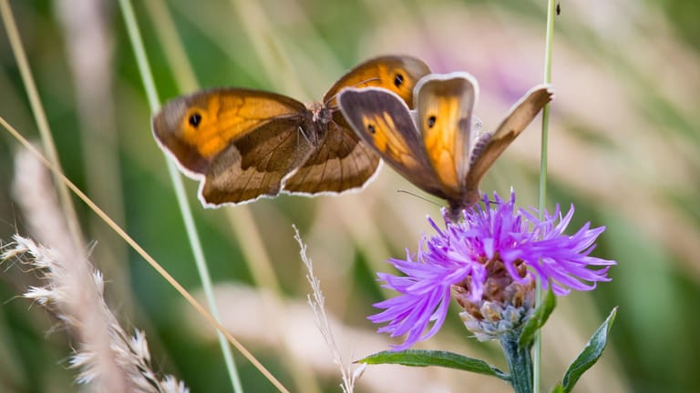 Das Große Ochsenauge: Der Schmetterling kommt sehr häufig vor.