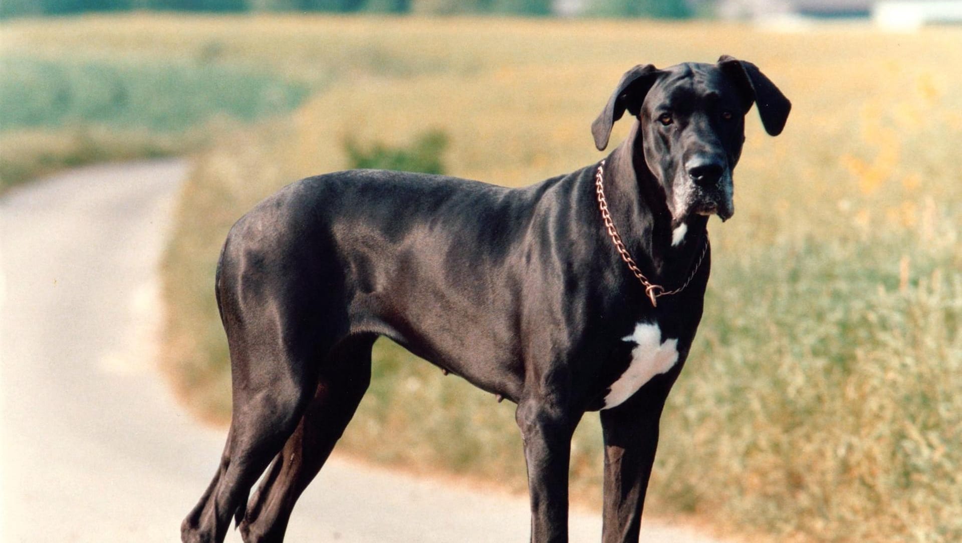 Doggen können sehr groß werden. Für ihre Angriffslust sind sie eher nicht bekannt. Doggen können sehr groß werden. Für ihre Angriffslust sind sie eher nicht bekannt.