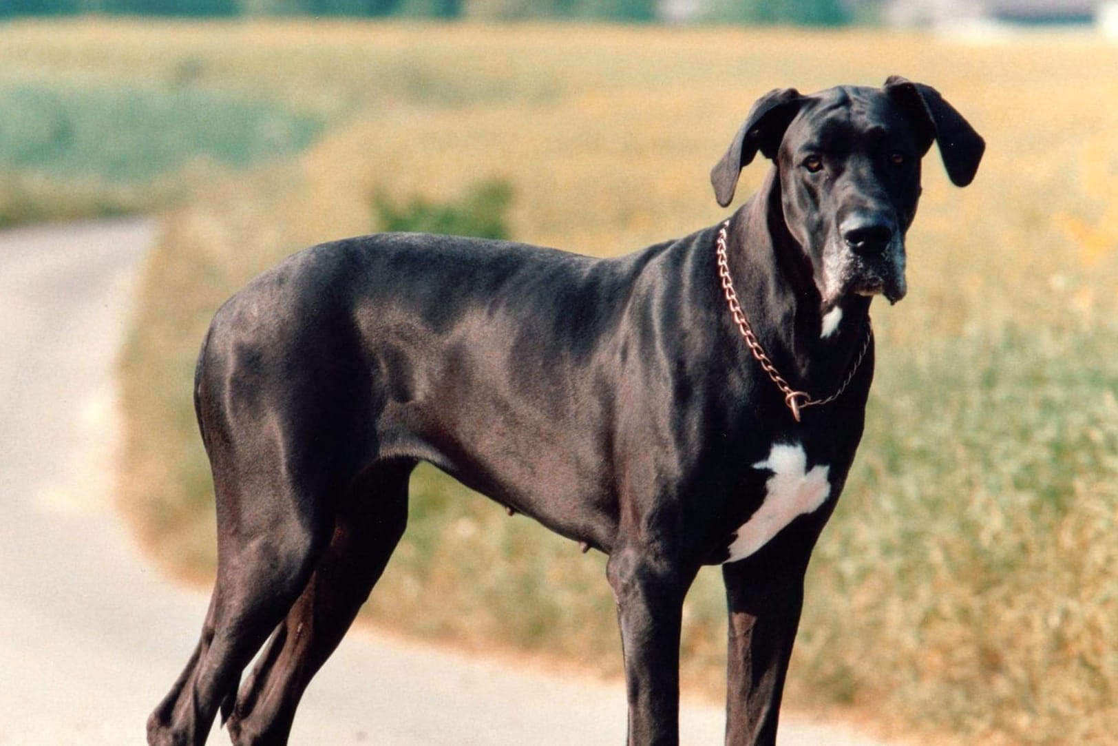 Doggen können sehr groß werden. Für ihre Angriffslust sind sie eher nicht bekannt.