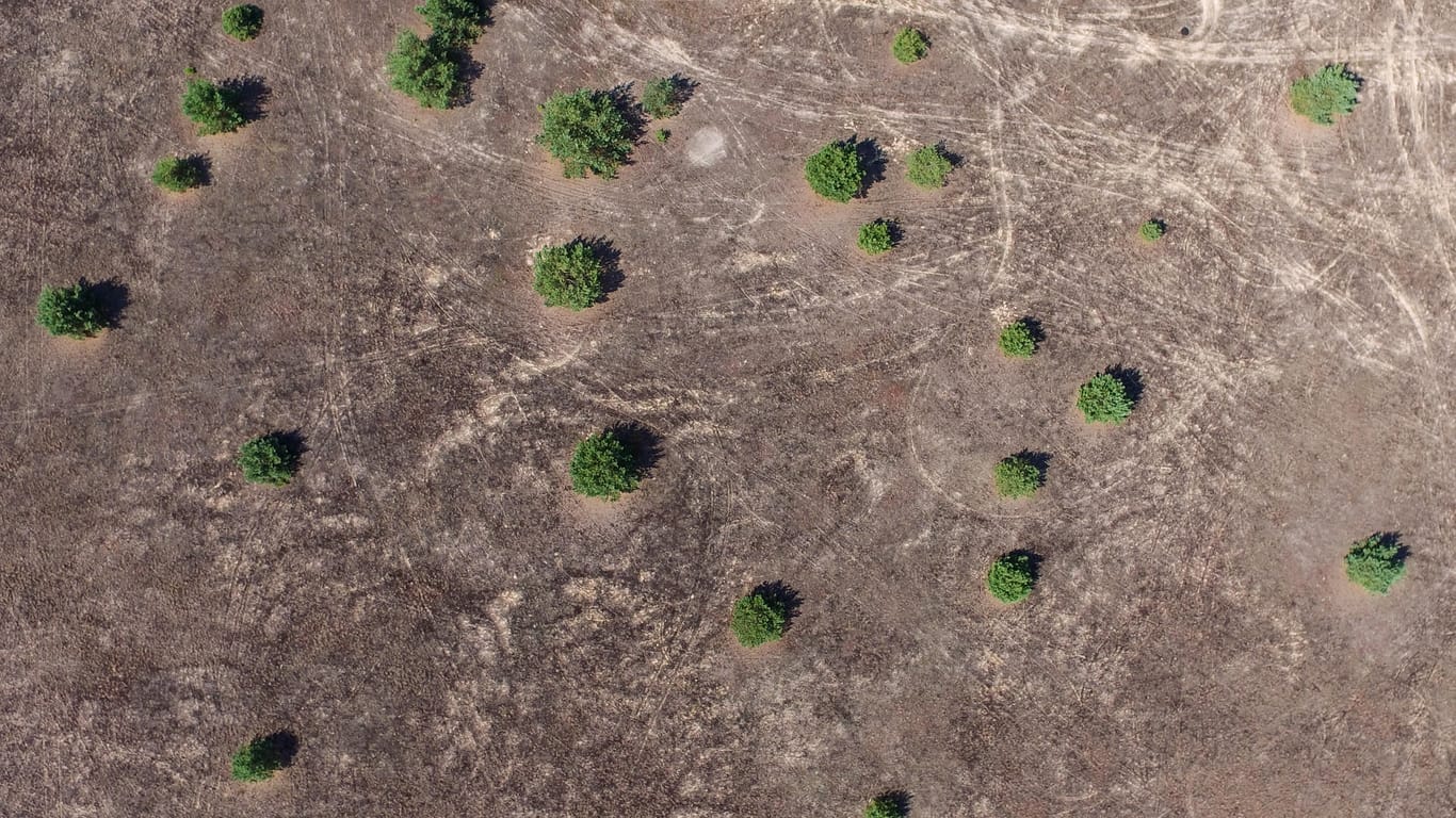 Die Luftaufnahme einer Drohne zeigt das karge, wüstenähnliche Gebiet in der Lieberoser Heide in Brandenburg.