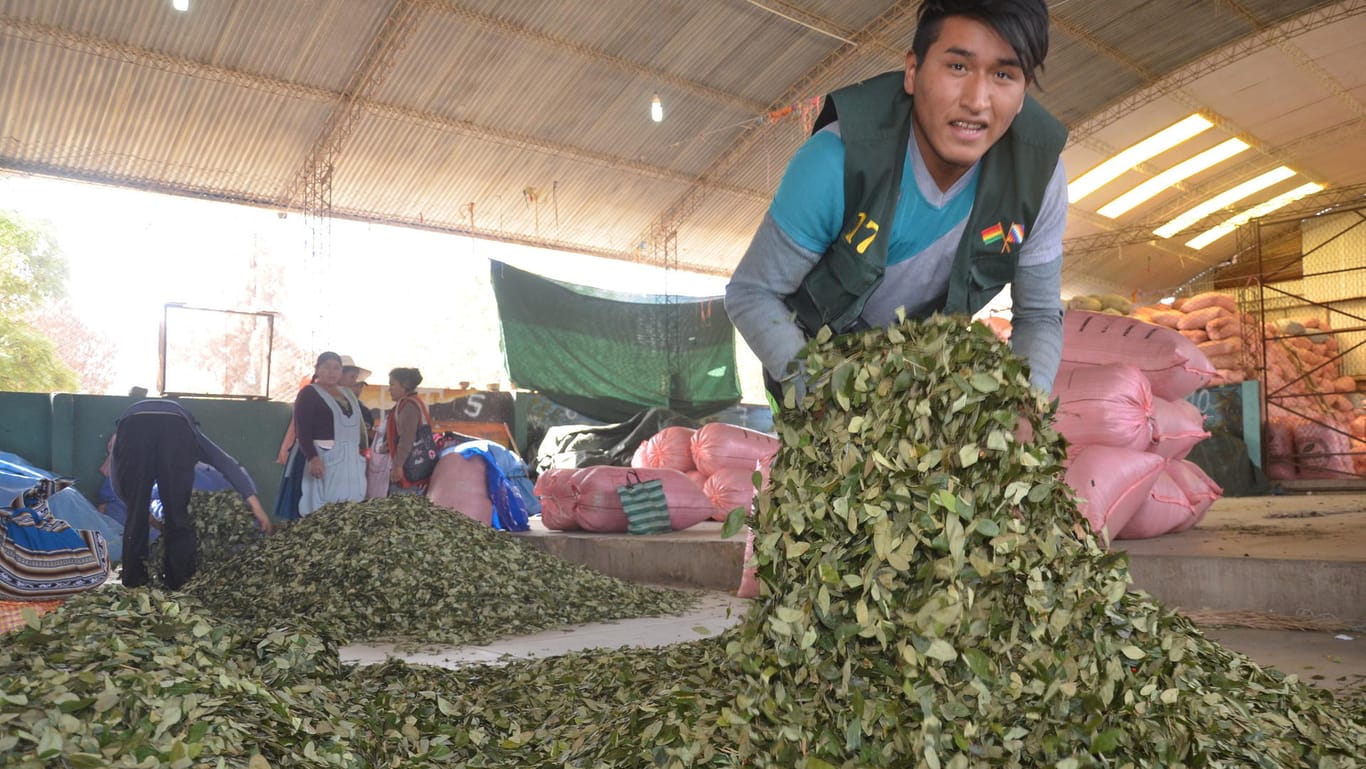 Ein Mitarbeiter der staatlichen Koka-Kontrollbehörde schüttelt auf dem Kokamarkt im bolivianischen Sacaba Kokasäcke aus, um die Blätter anschließend etwas zu trocknen.