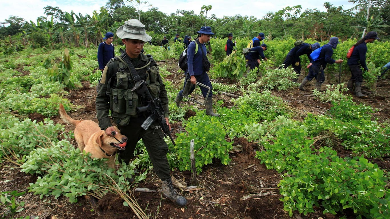 Unter Aufsicht der kolumbianischen Polizei reißen Landarbeiter auf einer Plantage bei San Miguel, Kolumbien Kokapflanzen aus.