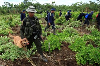 Unter Aufsicht der kolumbianischen Polizei reißen Landarbeiter auf einer Plantage bei San Miguel, Kolumbien Kokapflanzen aus.