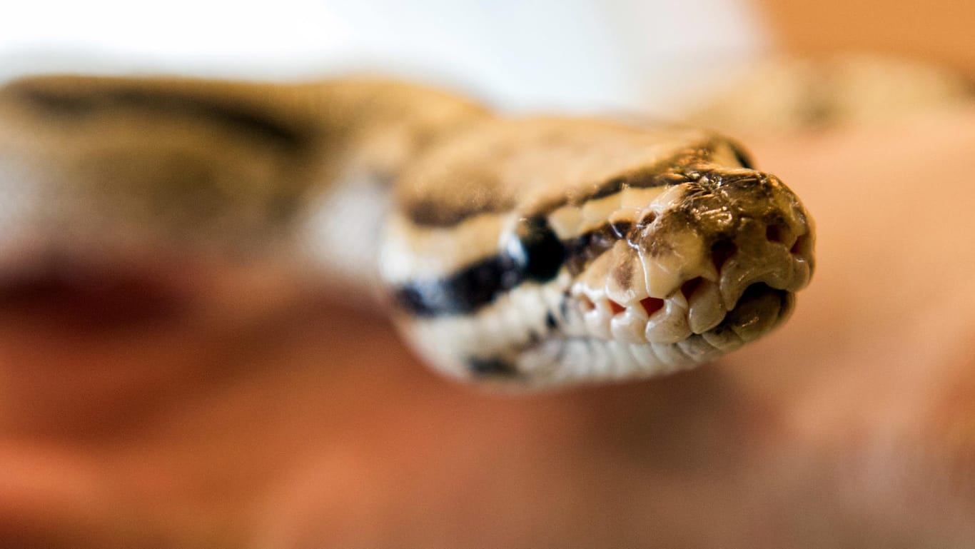 Der Königspython (Python regius) gehört zu den beliebtesten aller Riesenschlangen.