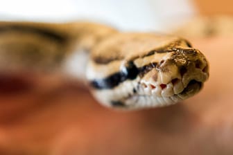 Der Königspython (Python regius) gehört zu den beliebtesten aller Riesenschlangen.