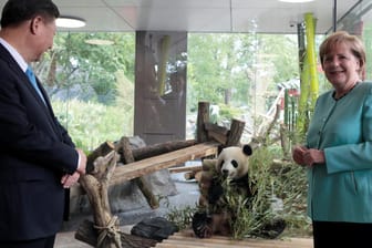 Bundeskanzlerin Angela Merkel (CDU) begrüßt zusammen mit Chinas Staatspräsident Xi Jinping die beiden neuen Riesenpandas im Berliner Zoo.
